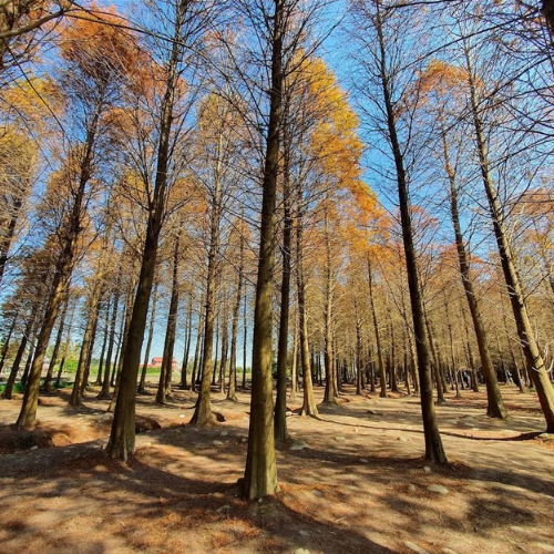 Untitled design (10)