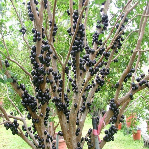 Untitled design (11)