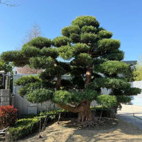 Untitled design (15)